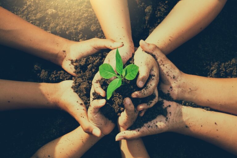 Little,Boy's,Hand,Holding,A,Green,Sapling,Earth,Day,In