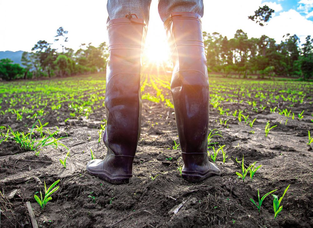 Farmer in rubber boots standing in cornfield with light of sunset. agricultural concept.