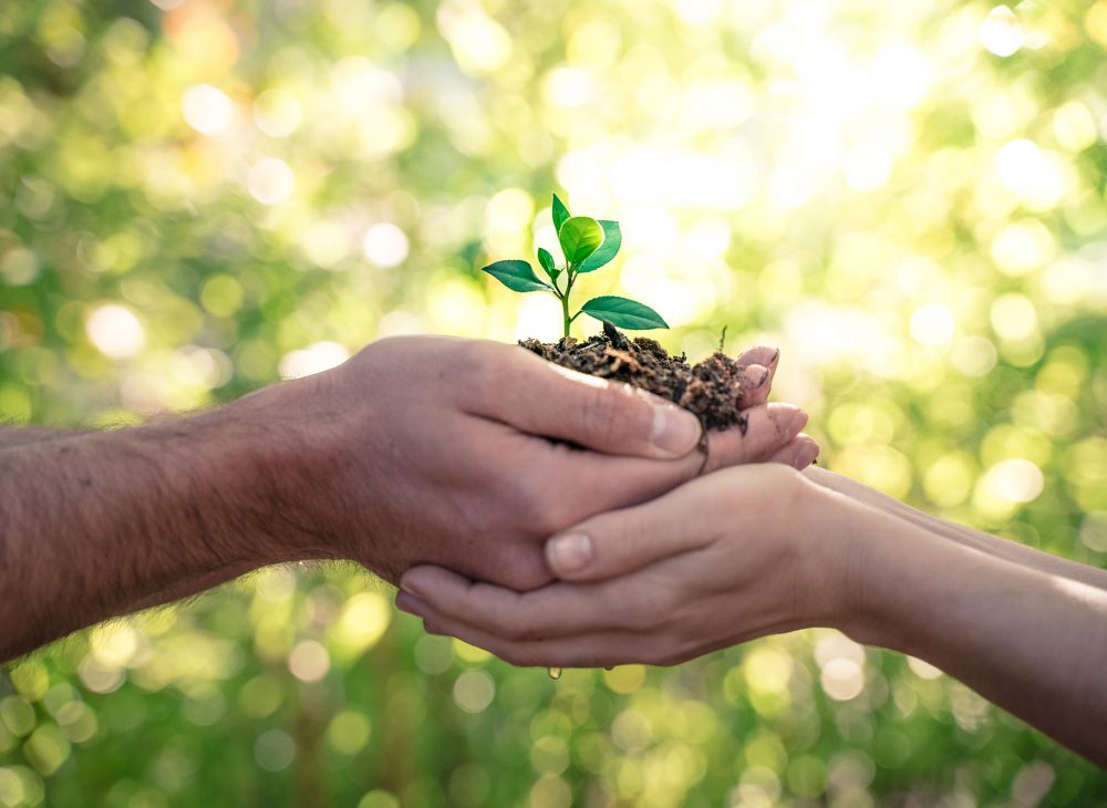 Hands holding young plant on blur nature background with sunlight. Eco earth day concept. Eco friendly. Save the planet.