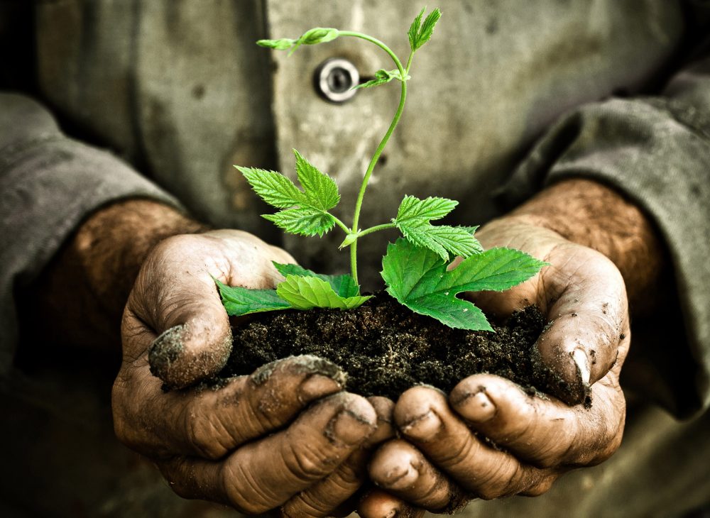 Old man hands holding a green young plant. Symbol of spring and ecology concept